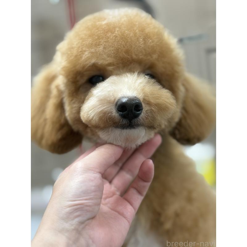 成約済の東京都のトイプードル-420643の2枚目