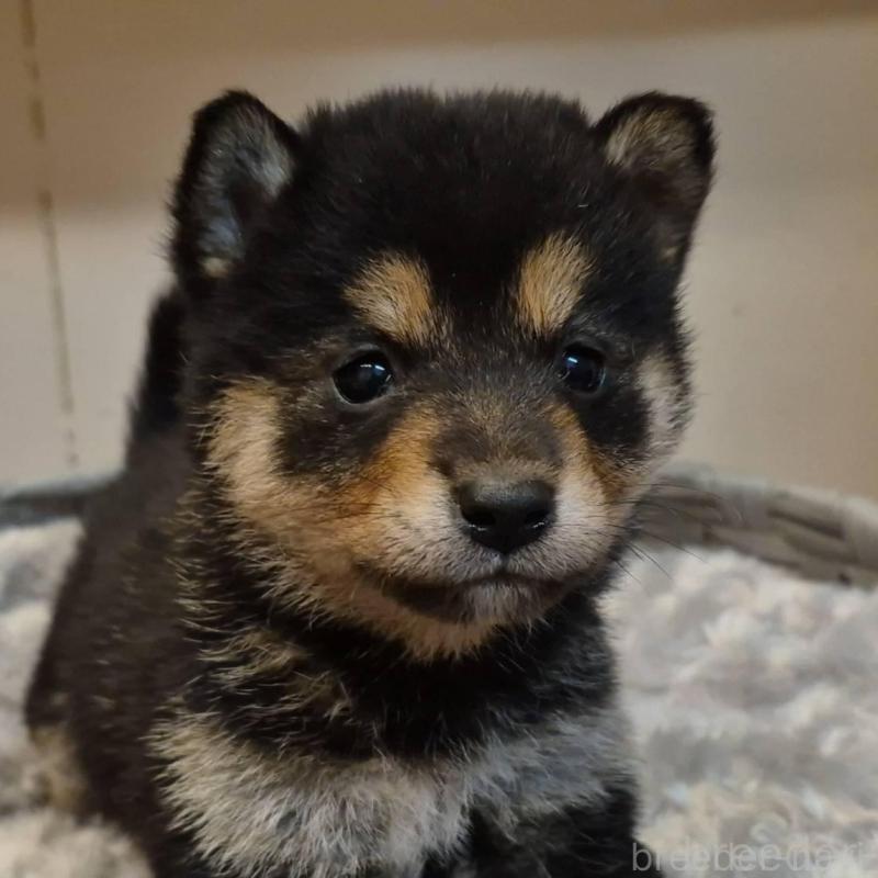 販売中の富山県の柴犬-438274