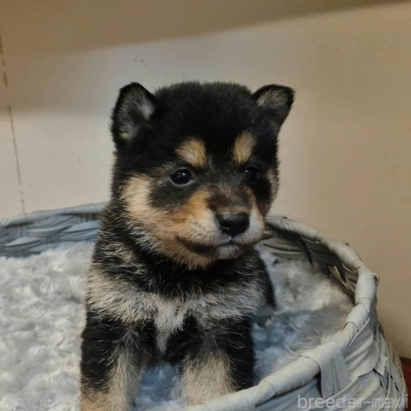 販売中の富山県の柴犬-438274の6枚目