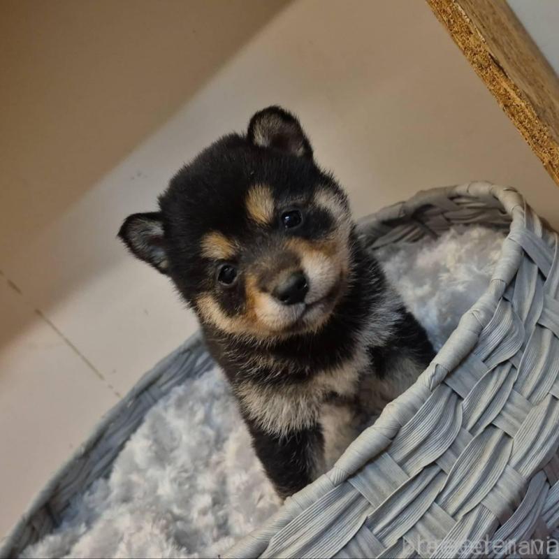 販売中の富山県の柴犬-438274の5枚目