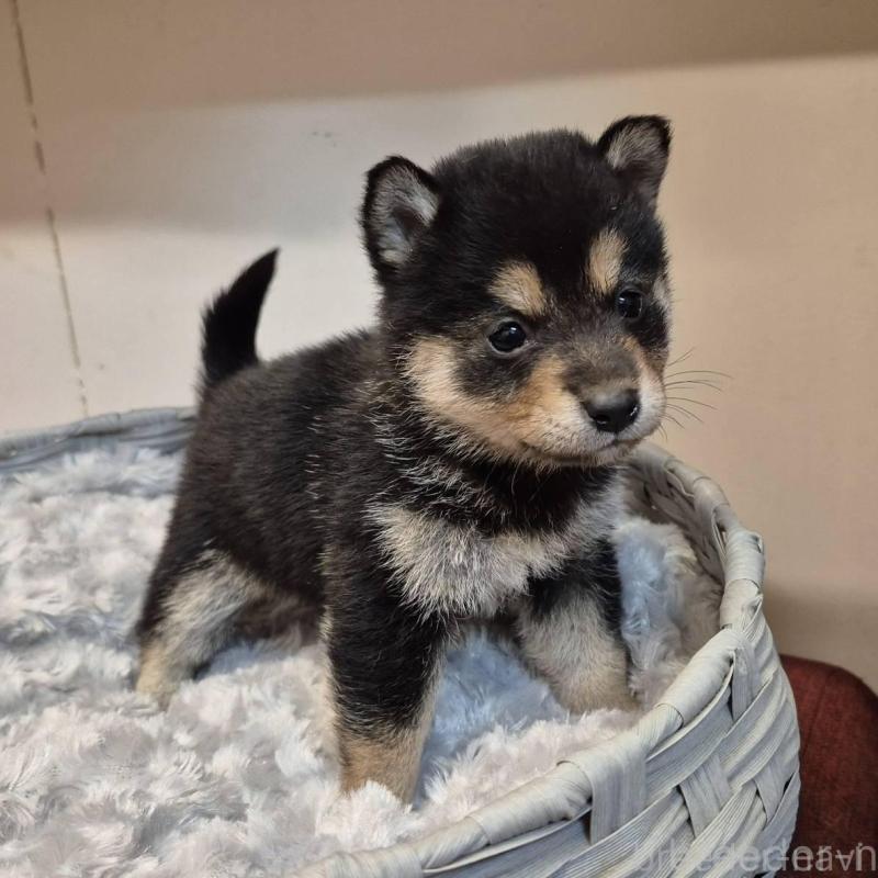 販売中の富山県の柴犬-438274の4枚目