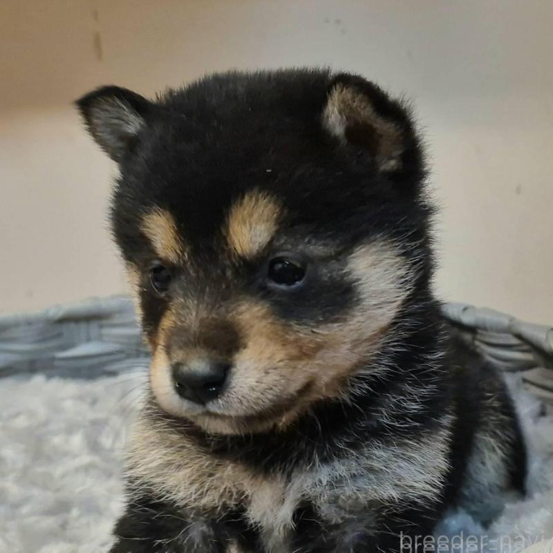 販売中の富山県の柴犬-438274の3枚目