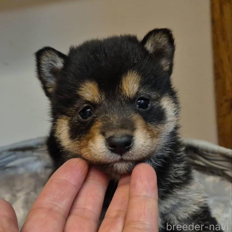 販売中の富山県の柴犬-438274の2枚目