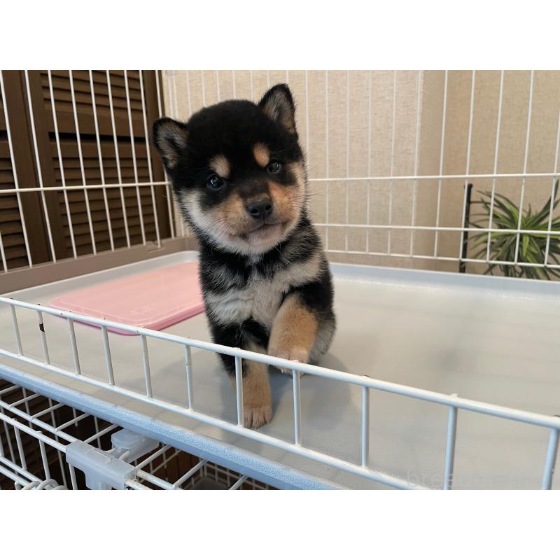 販売中の兵庫県の豆柴-438280の5枚目