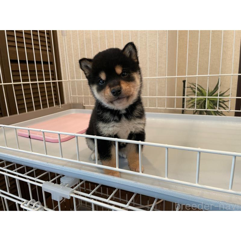 販売中の兵庫県の豆柴-438280の4枚目