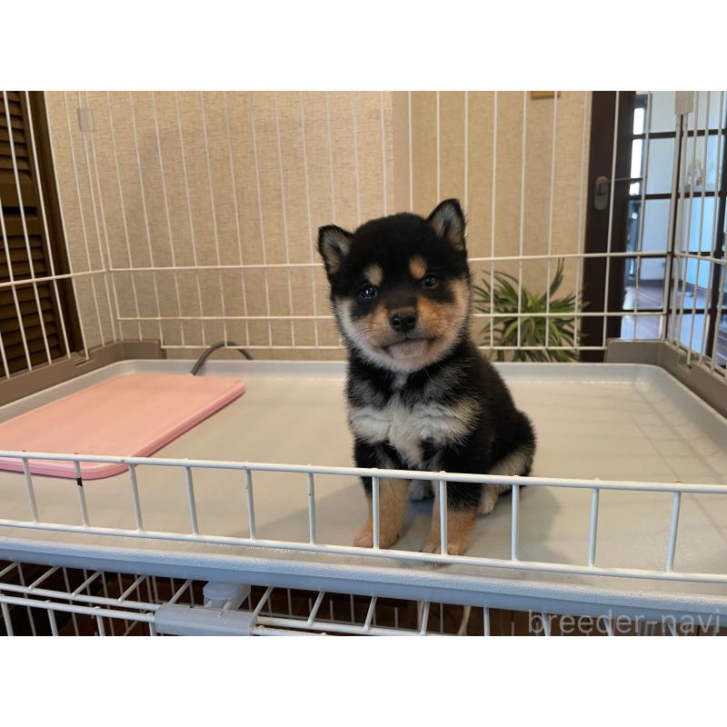 販売中の兵庫県の豆柴-438280の3枚目