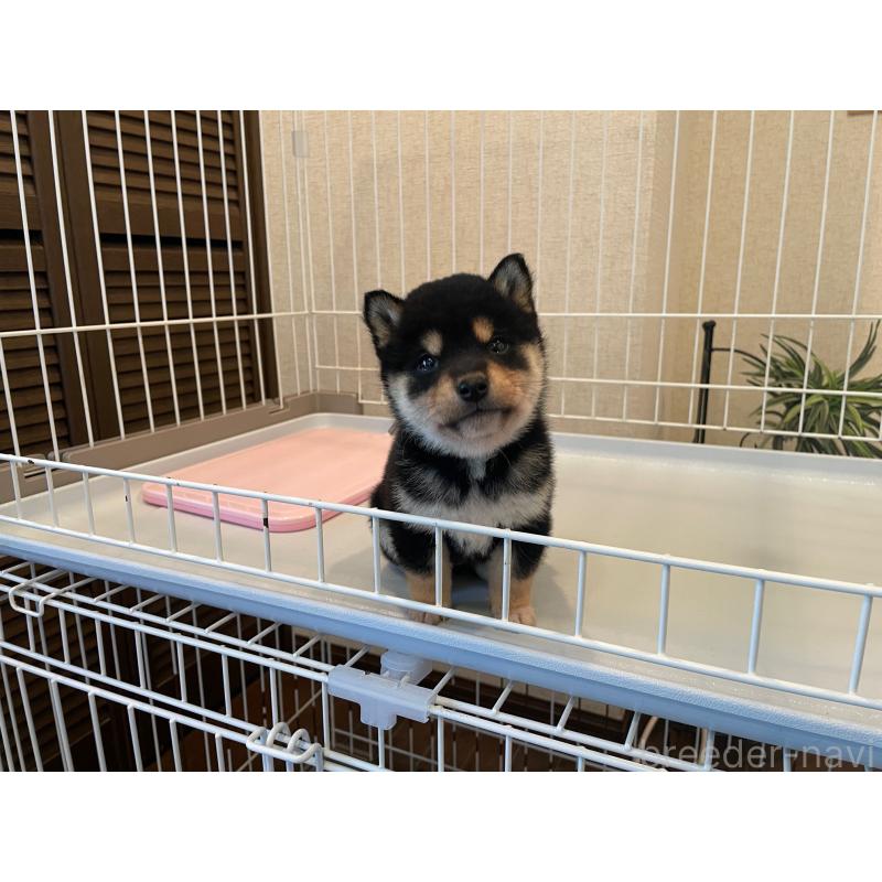 販売中の兵庫県の豆柴-438280の2枚目