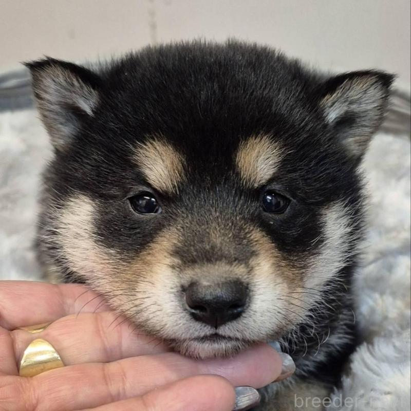 販売中の富山県の柴犬-438275