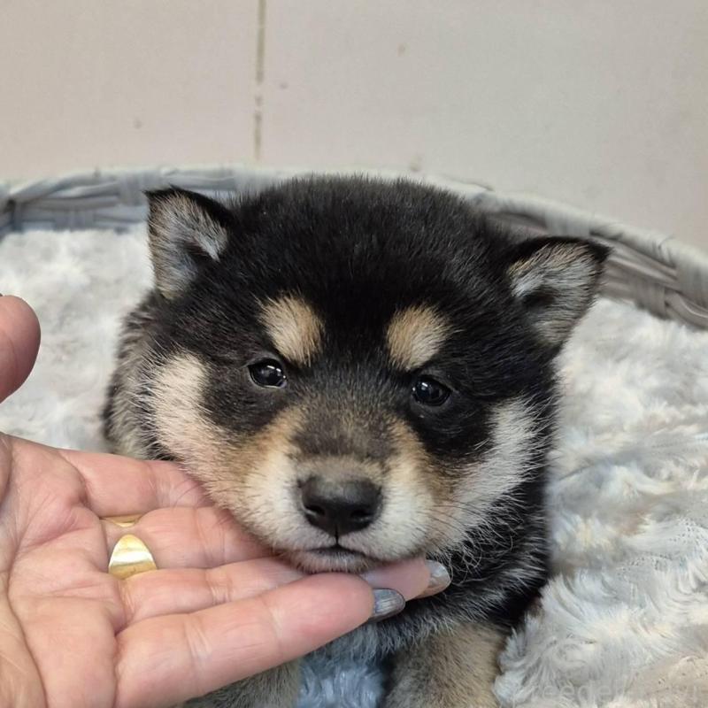 販売中の富山県の柴犬-438275の5枚目