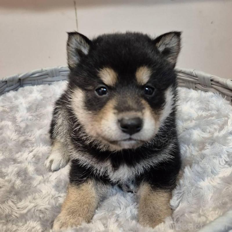 販売中の富山県の柴犬-438275の4枚目