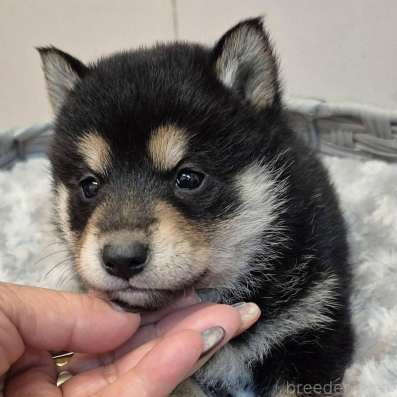 販売中の富山県の柴犬-438275の3枚目