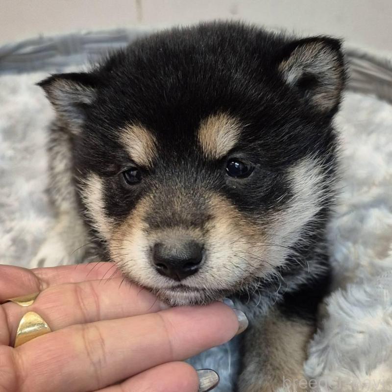 販売中の富山県の柴犬-438275の2枚目