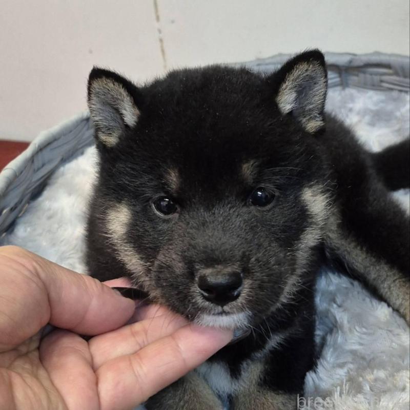 販売中の富山県の柴犬-438276