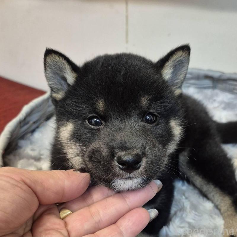 販売中の富山県の柴犬-438276の3枚目