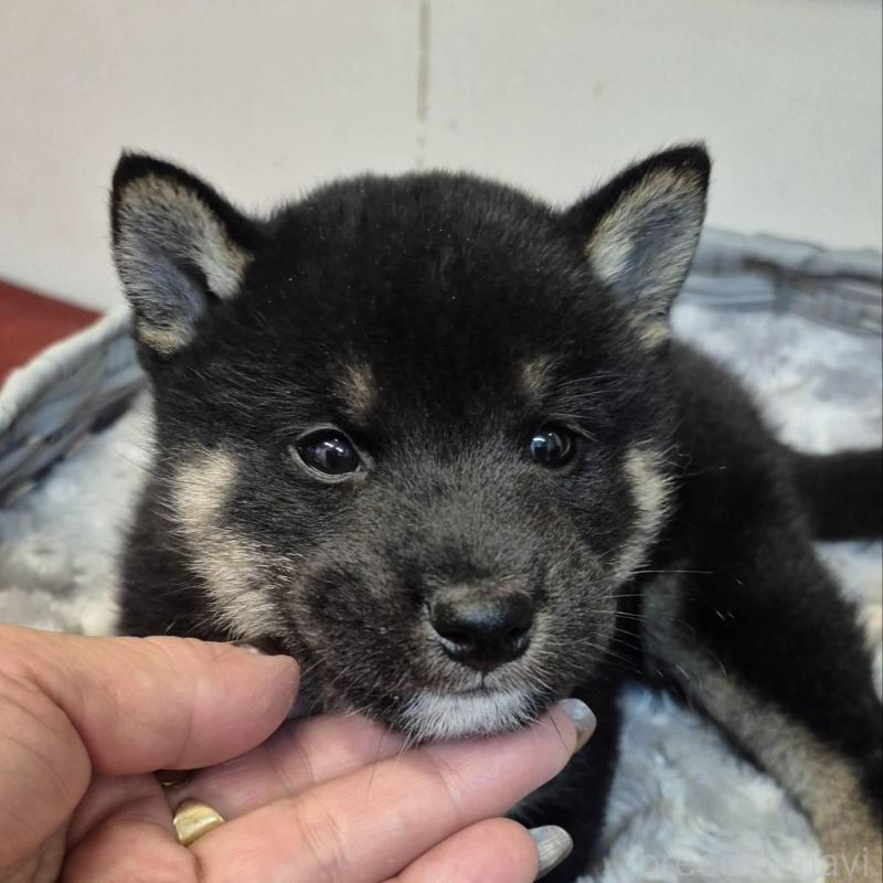 販売中の富山県の柴犬-438276の2枚目