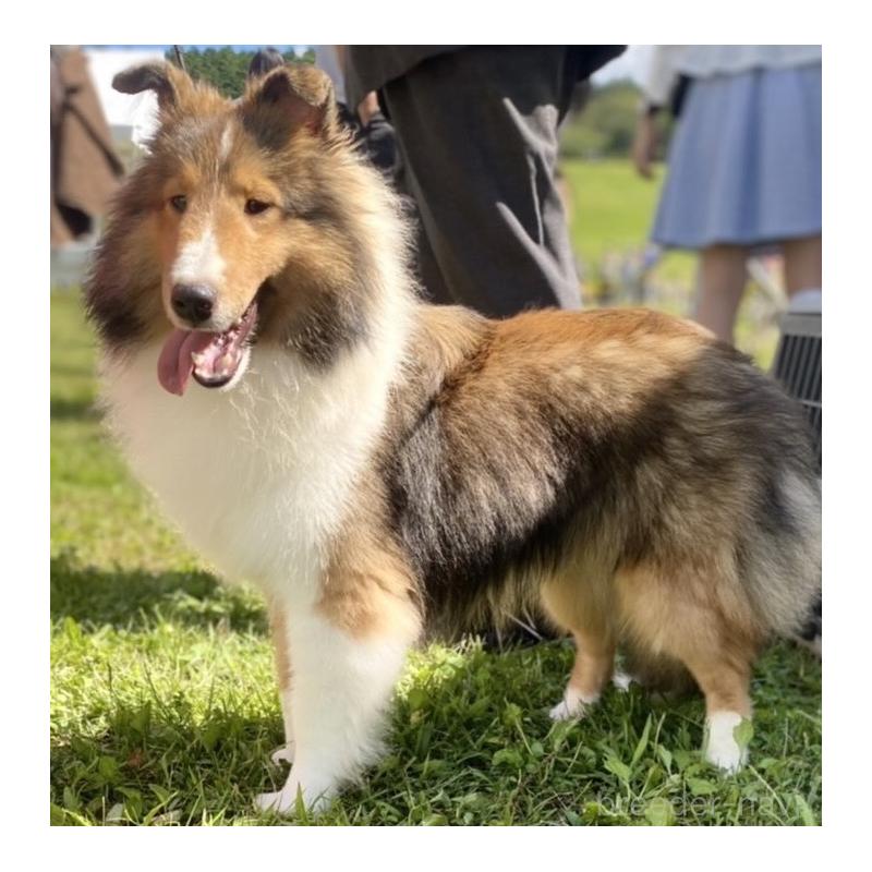 販売中の静岡県のシェットランドシープドッグ(シェルティ)-438279の2枚目