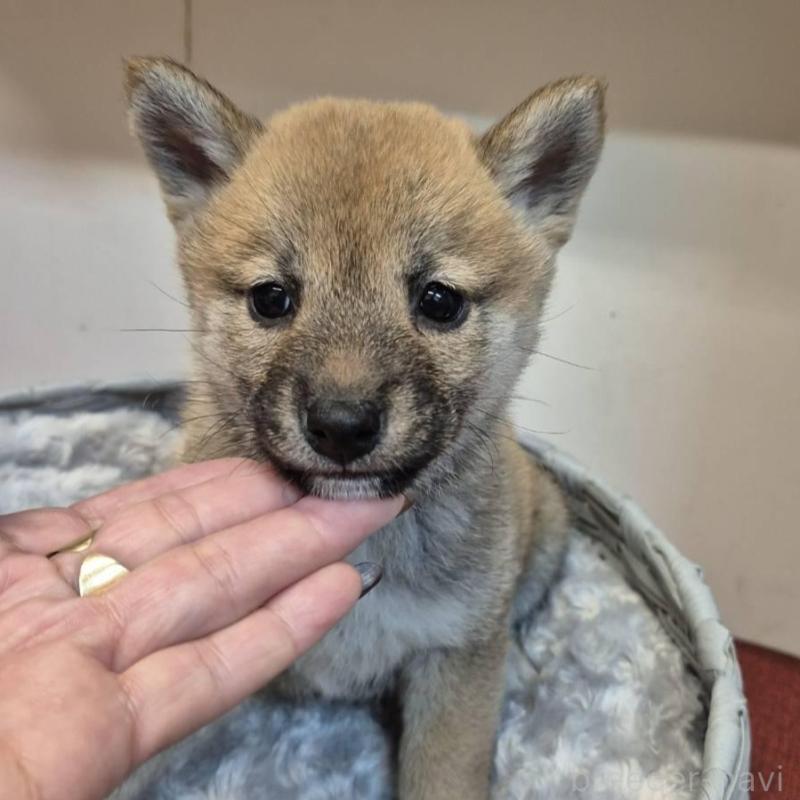 販売中の富山県の柴犬-438277の6枚目