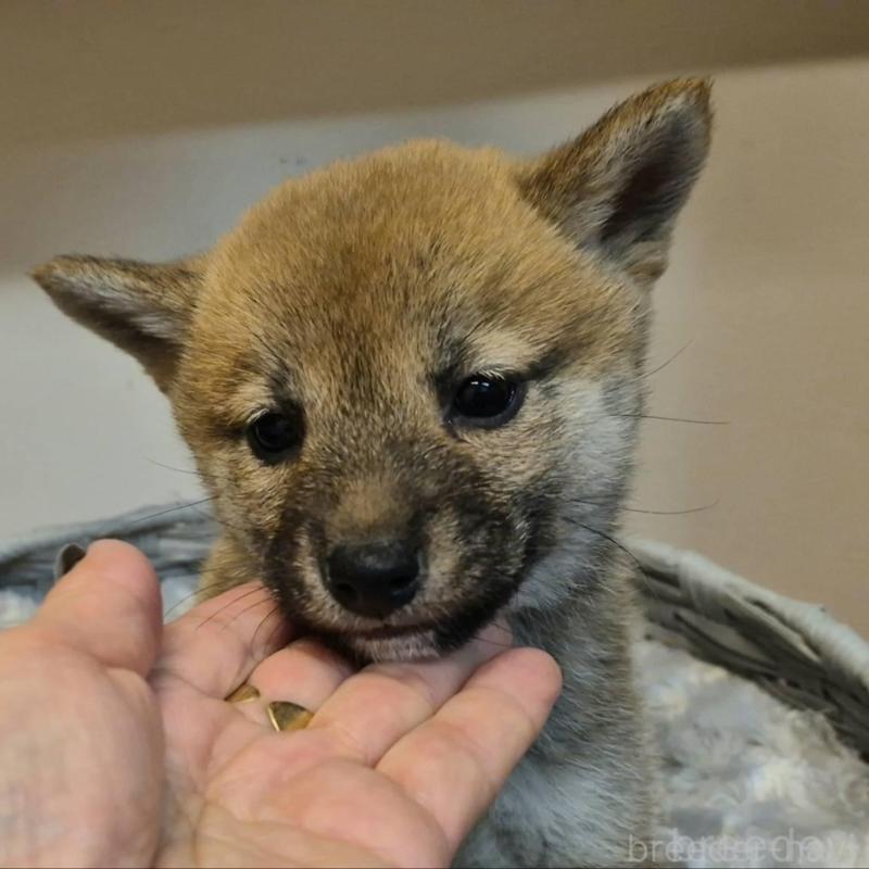 販売中の富山県の柴犬-438277の3枚目