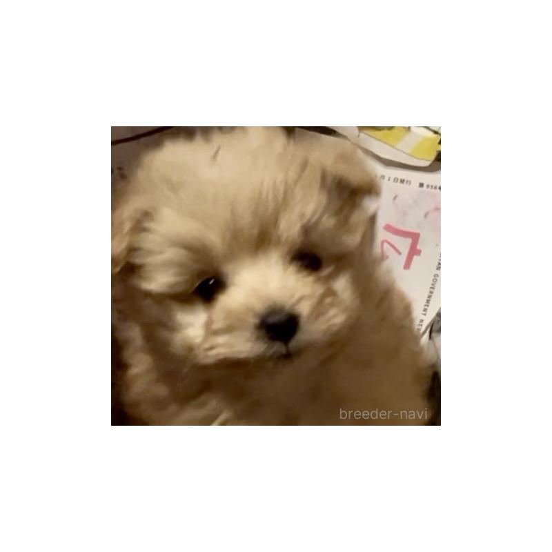 販売中の東京都のミックス犬-438281の2枚目