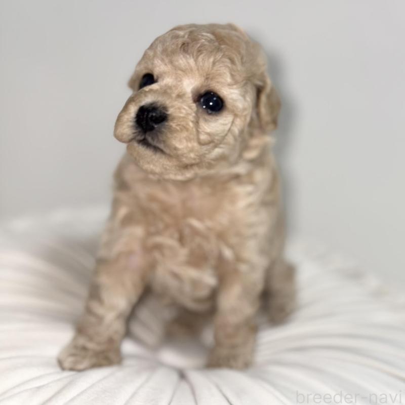 販売中の愛知県のタイニープードル-438282の1枚目