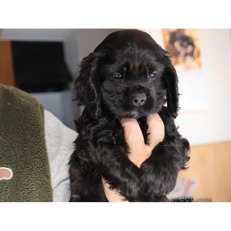 成約済の埼玉県のアメリカンコッカースパニエル-435059の4枚目