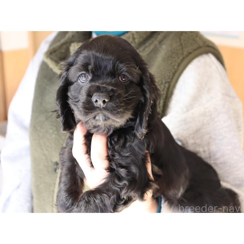 成約済の埼玉県のアメリカンコッカースパニエル-435059の2枚目