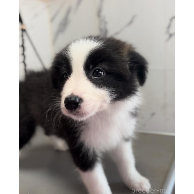 成約済の兵庫県のボーダーコリー-433456の2枚目