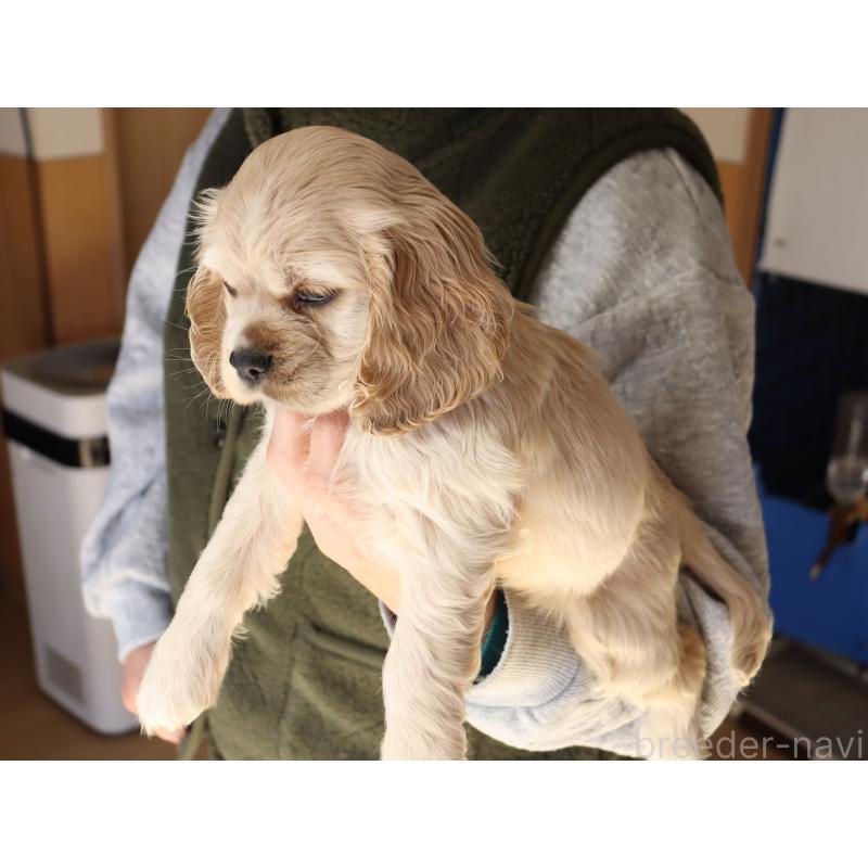 成約済の埼玉県のアメリカンコッカースパニエル-435062の3枚目