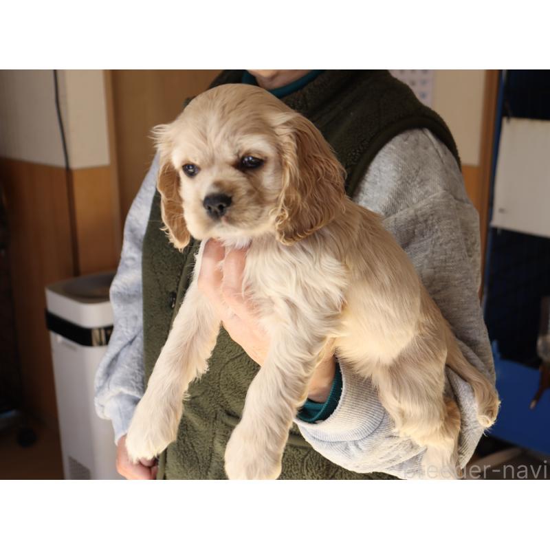 成約済の埼玉県のアメリカンコッカースパニエル-435062の2枚目