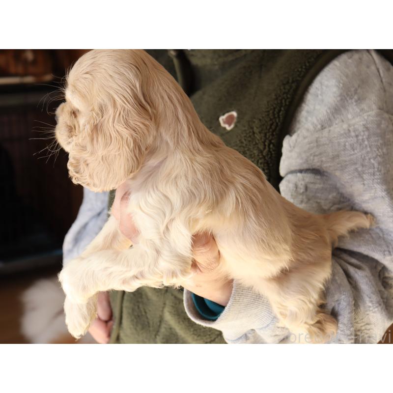 成約済の埼玉県のアメリカンコッカースパニエル-435060の6枚目