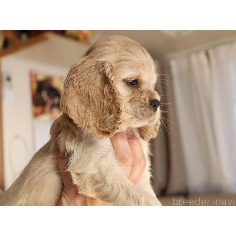 成約済の埼玉県のアメリカンコッカースパニエル-435060の3枚目