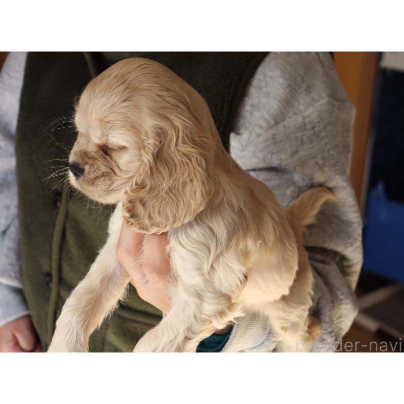 成約済の埼玉県のアメリカンコッカースパニエル-435060の2枚目