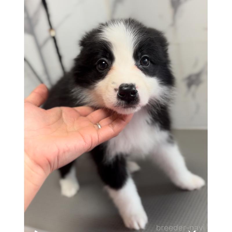 販売中の兵庫県のボーダーコリー-433448