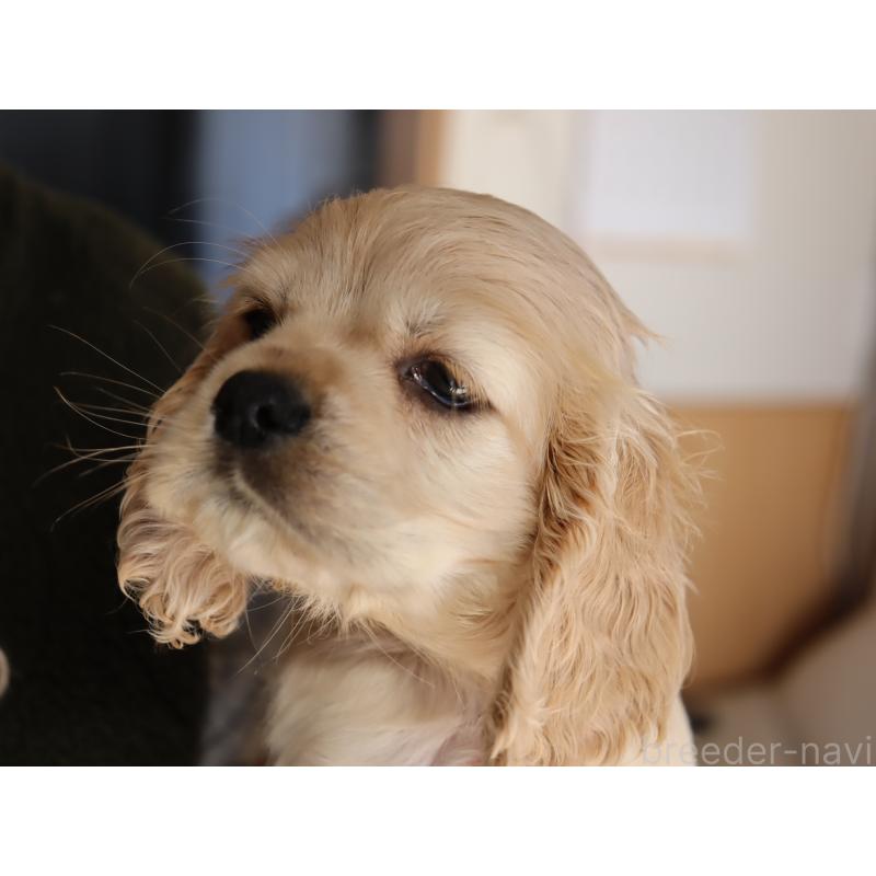 成約済の埼玉県のアメリカンコッカースパニエル-435061の7枚目