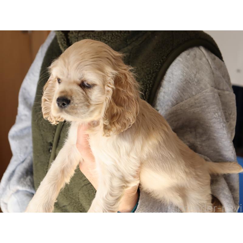 成約済の埼玉県のアメリカンコッカースパニエル-435061の6枚目