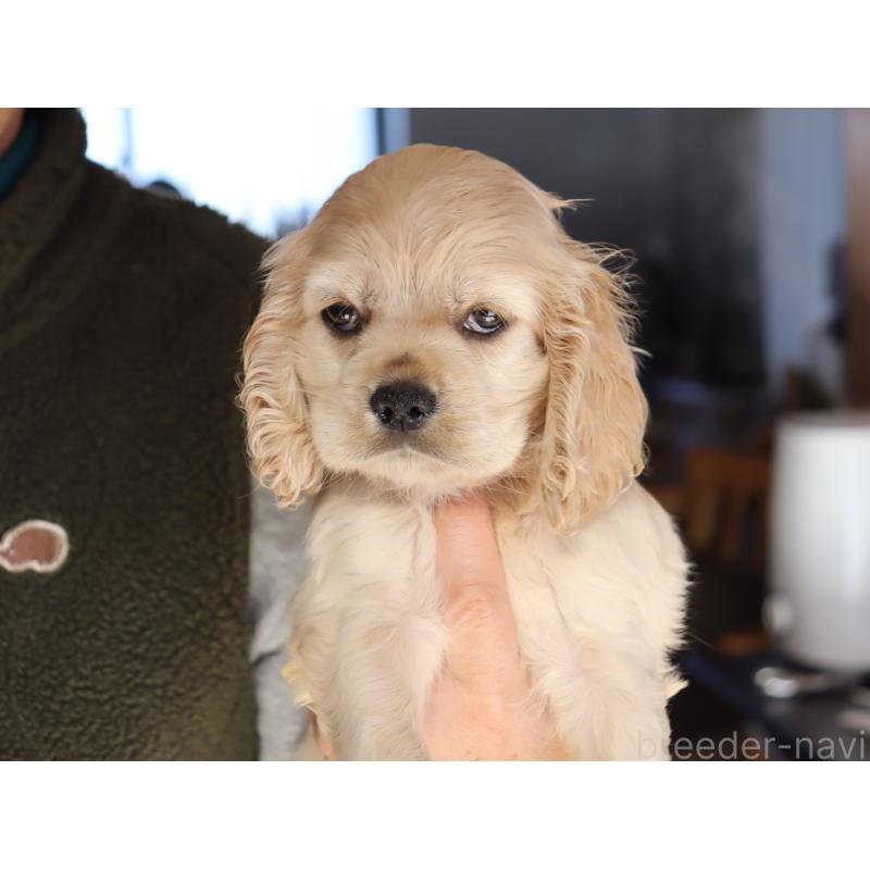 成約済の埼玉県のアメリカンコッカースパニエル-435061の4枚目