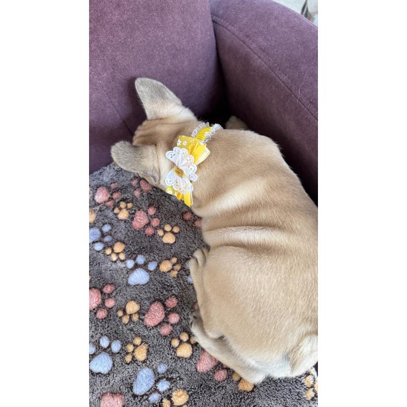 販売中の香川県のフレンチブルドッグ-433540の3枚目