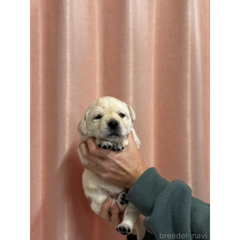 販売中の兵庫県のラブラドールレトリーバー-438284の3枚目