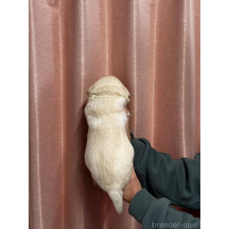 販売中の兵庫県のラブラドールレトリーバー-438284の2枚目