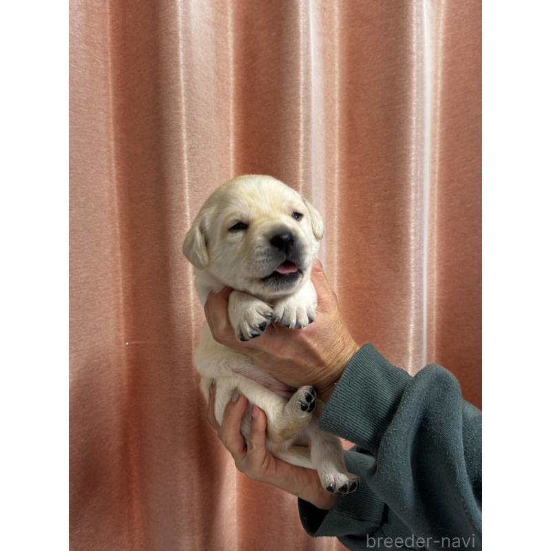 販売中の兵庫県のラブラドールレトリーバー-438285の3枚目