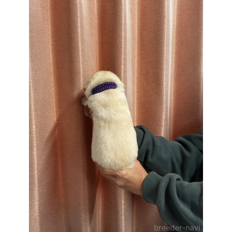 販売中の兵庫県のラブラドールレトリーバー-438285の2枚目