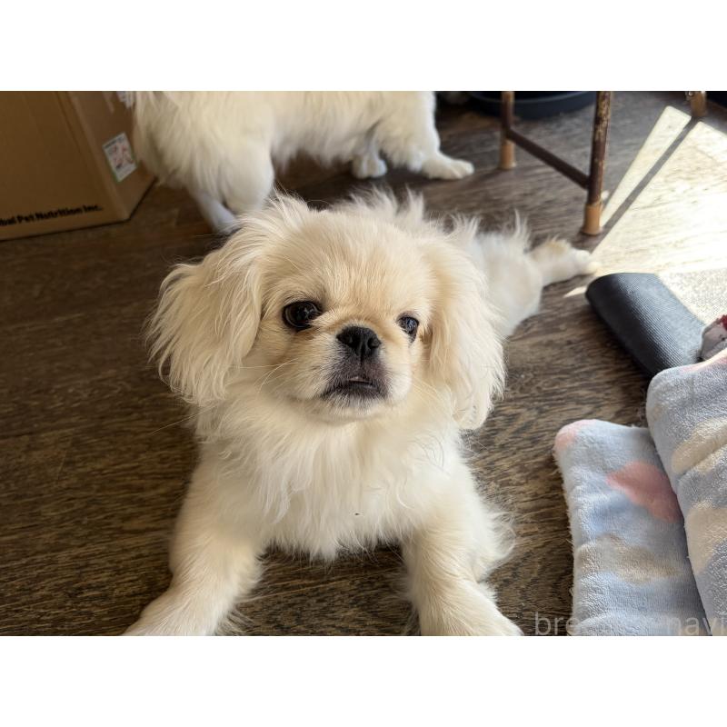 販売中の福岡県のペキニーズ-422506の2枚目