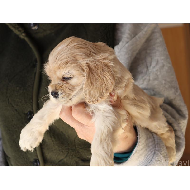 販売中の埼玉県のアメリカンコッカースパニエル-438288の5枚目