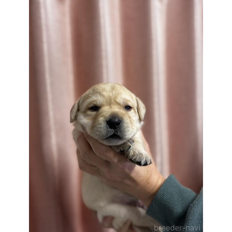 販売中の兵庫県のラブラドールレトリーバー-438286の2枚目