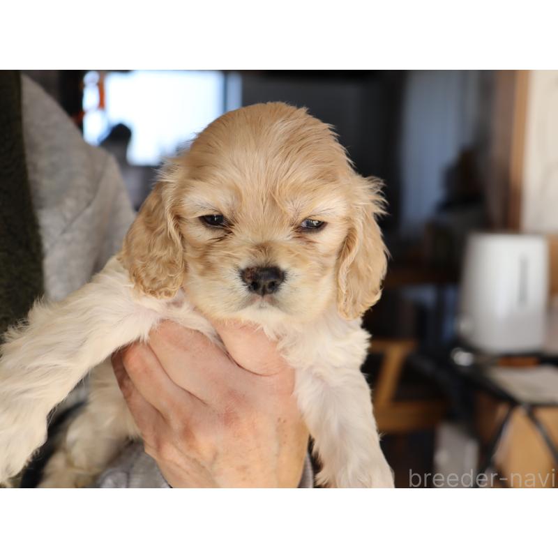 販売中の埼玉県のアメリカンコッカースパニエル-438288の4枚目