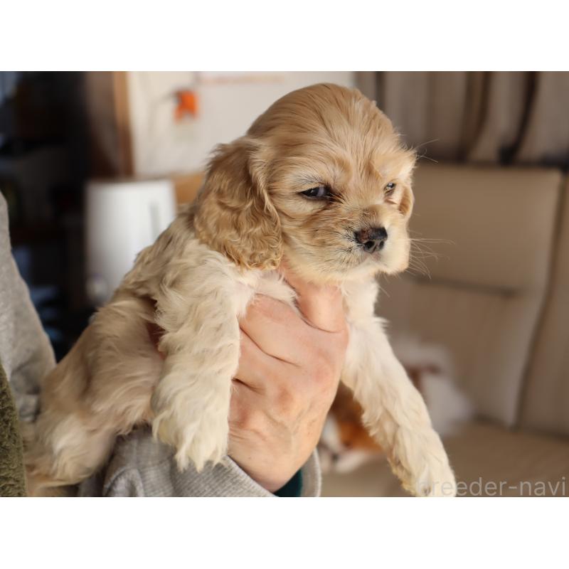 販売中の埼玉県のアメリカンコッカースパニエル-438288の3枚目