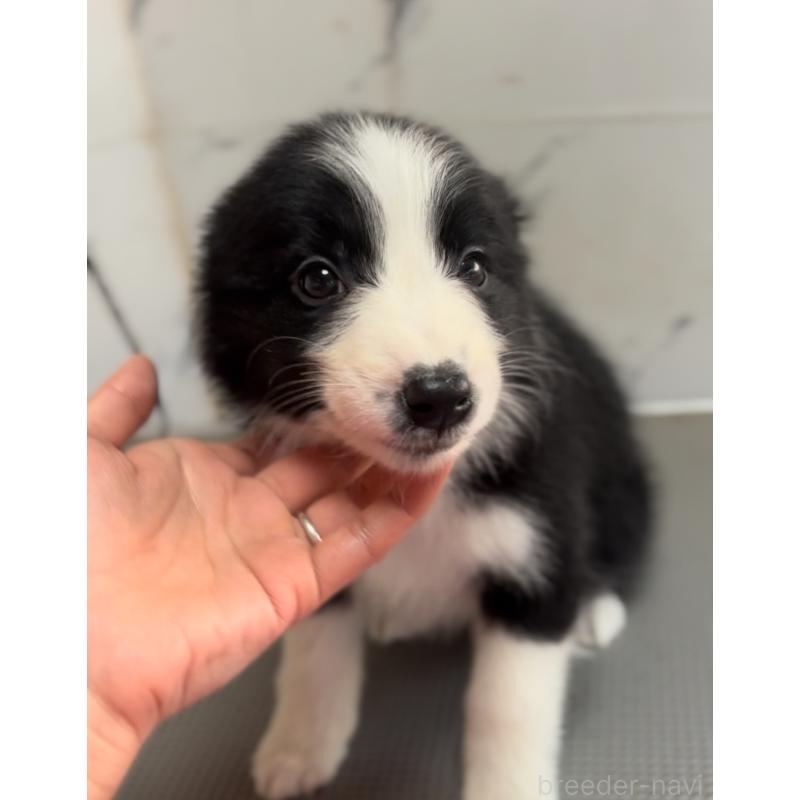 商談中の兵庫県のボーダーコリー-433447の3枚目