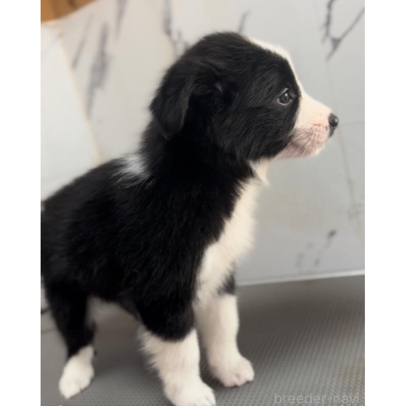 商談中の兵庫県のボーダーコリー-433447の2枚目