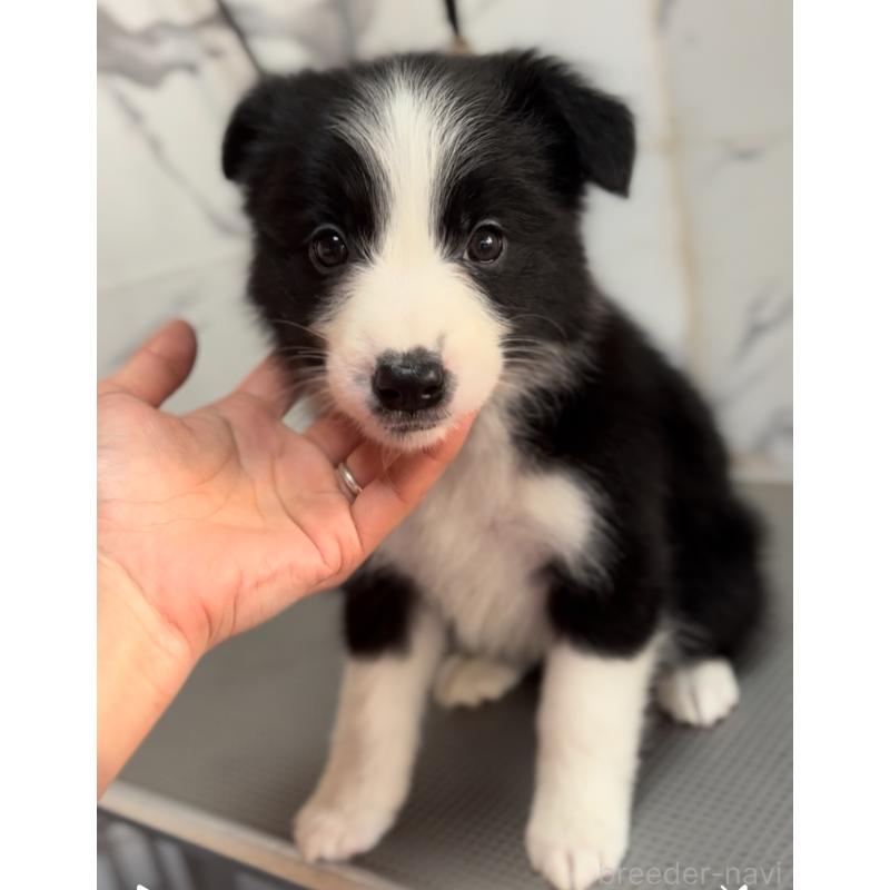 商談中の兵庫県のボーダーコリー-433447