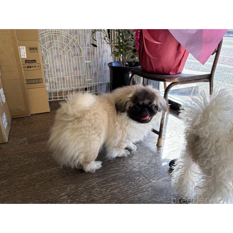 販売中の福岡県のペキニーズ-414165の2枚目